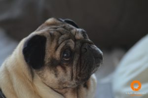 Rocco the Pug