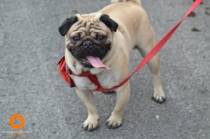 Rocco the Pug