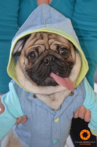Rocco the Pug