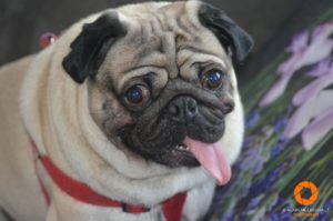 Rocco the Pug