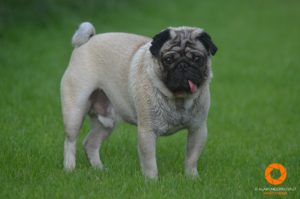 Rocco the Pug