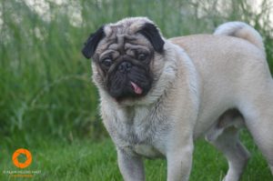 Rocco the Pug