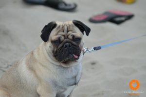 Rocco the Pug