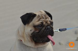 Rocco the Pug