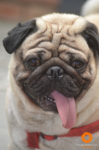 Rocco the Pug