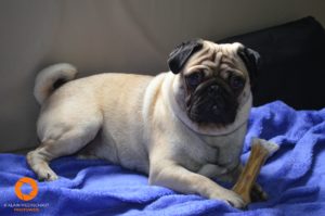 Rocco the Pug