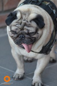 Rocco the Pug